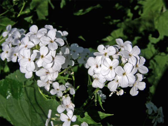 Večernice sněžná (Hesperis nivea Baumg.)