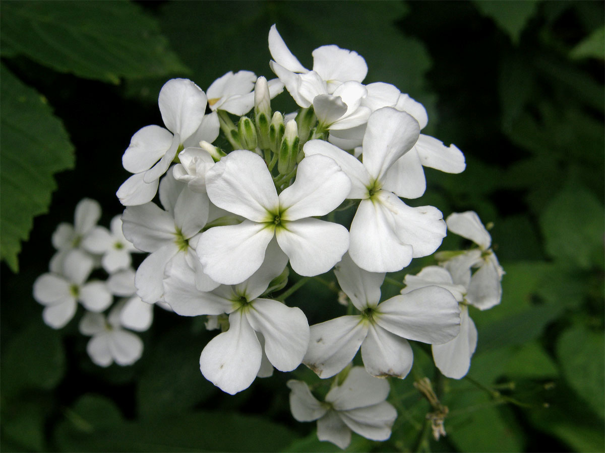 Večernice sněžná (Hesperis nivea Baumg.)