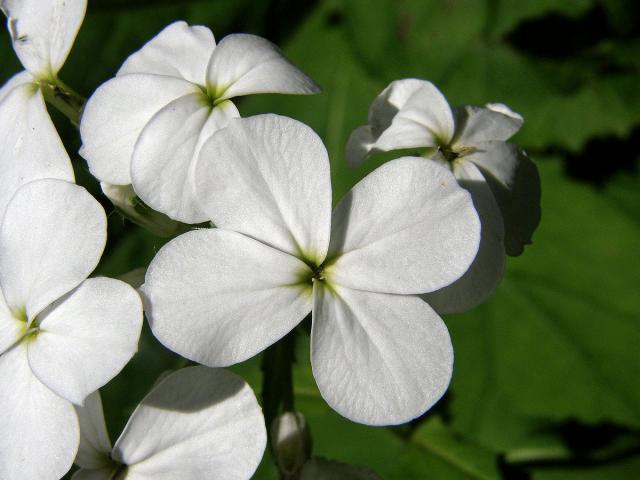 Večernice sněžná (Hesperis nivea Baumg.)