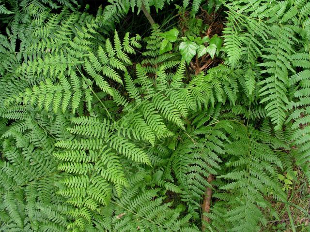 Hasivka orličí (Pteridium aquilinum (L.) Kuhn)