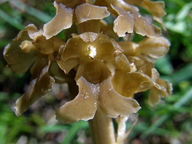 Hlístník hnízdák (Neottia nidus-avis (L.) L. C.)