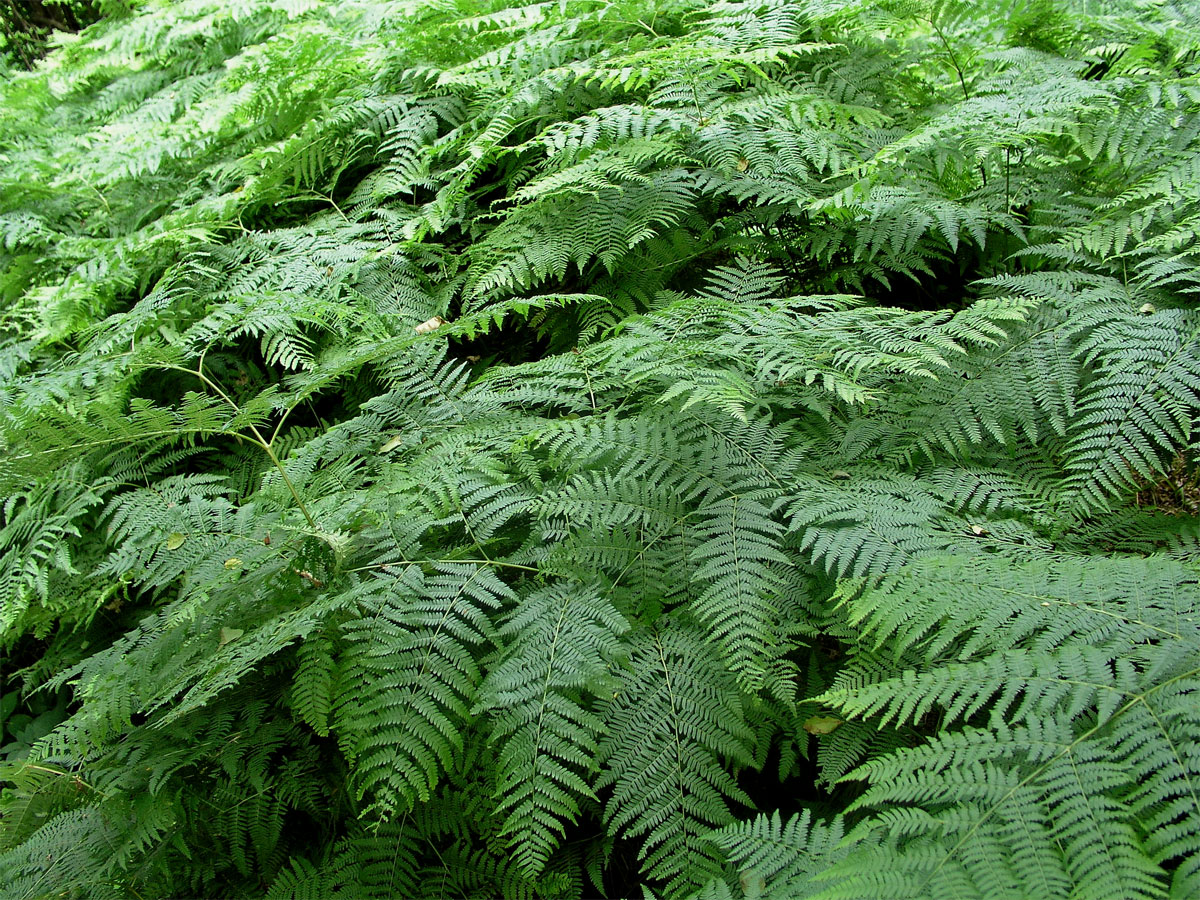 Hasivka orličí (Pteridium aquilinum (L.) Kuhn)