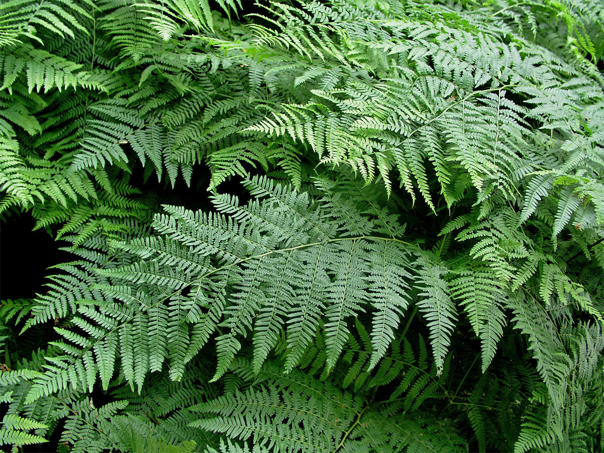 Hasivka orličí (Pteridium aquilinum (L.) Kuhn)