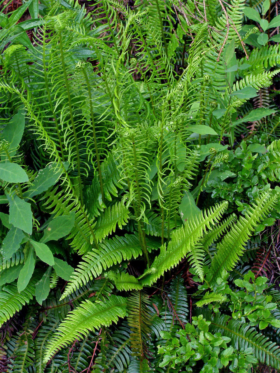 Žebrovice různolistá (Blechnum spicant (L.) Roth)