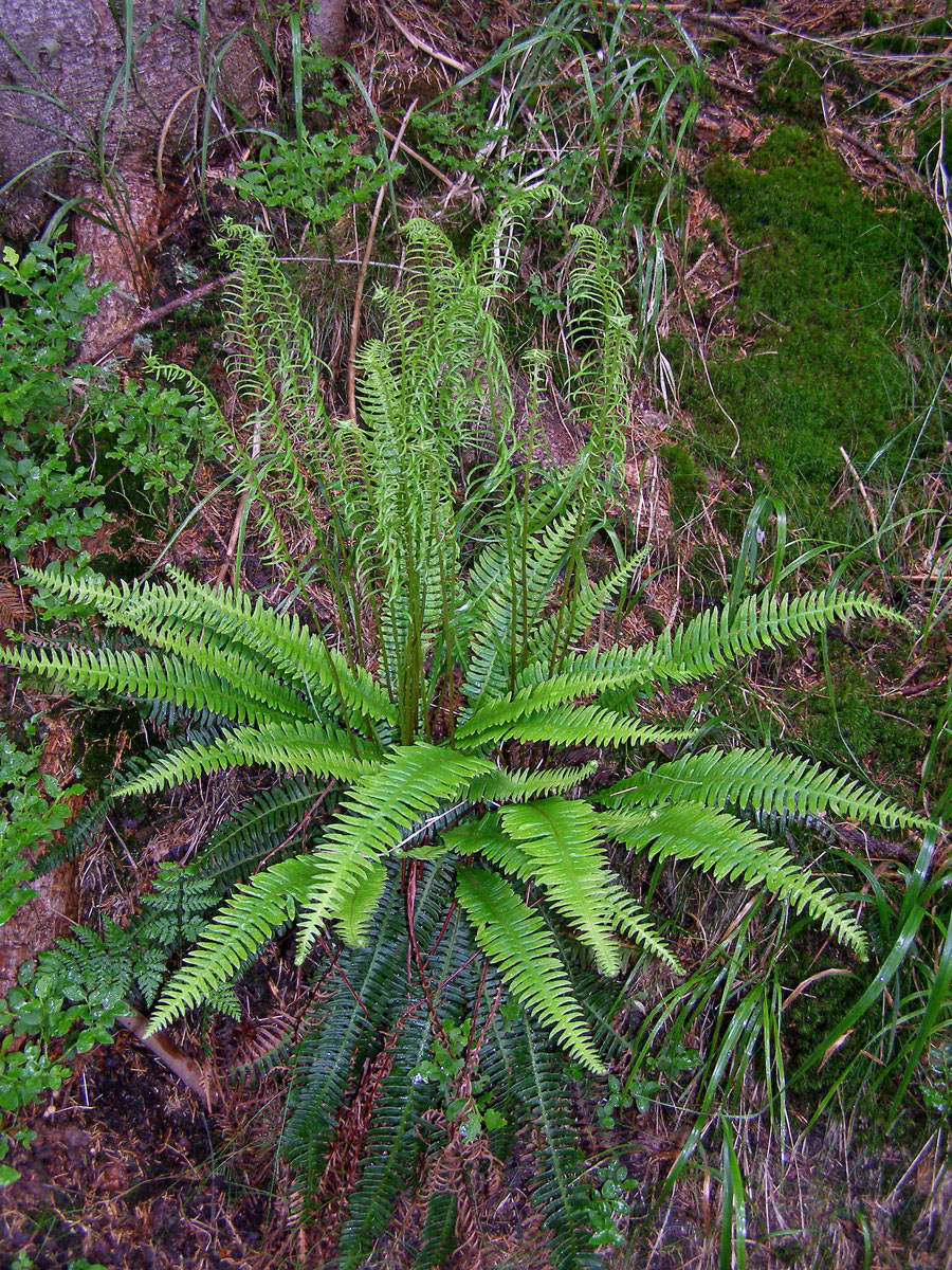 Žebrovice různolistá (Blechnum spicant (L.) Roth)