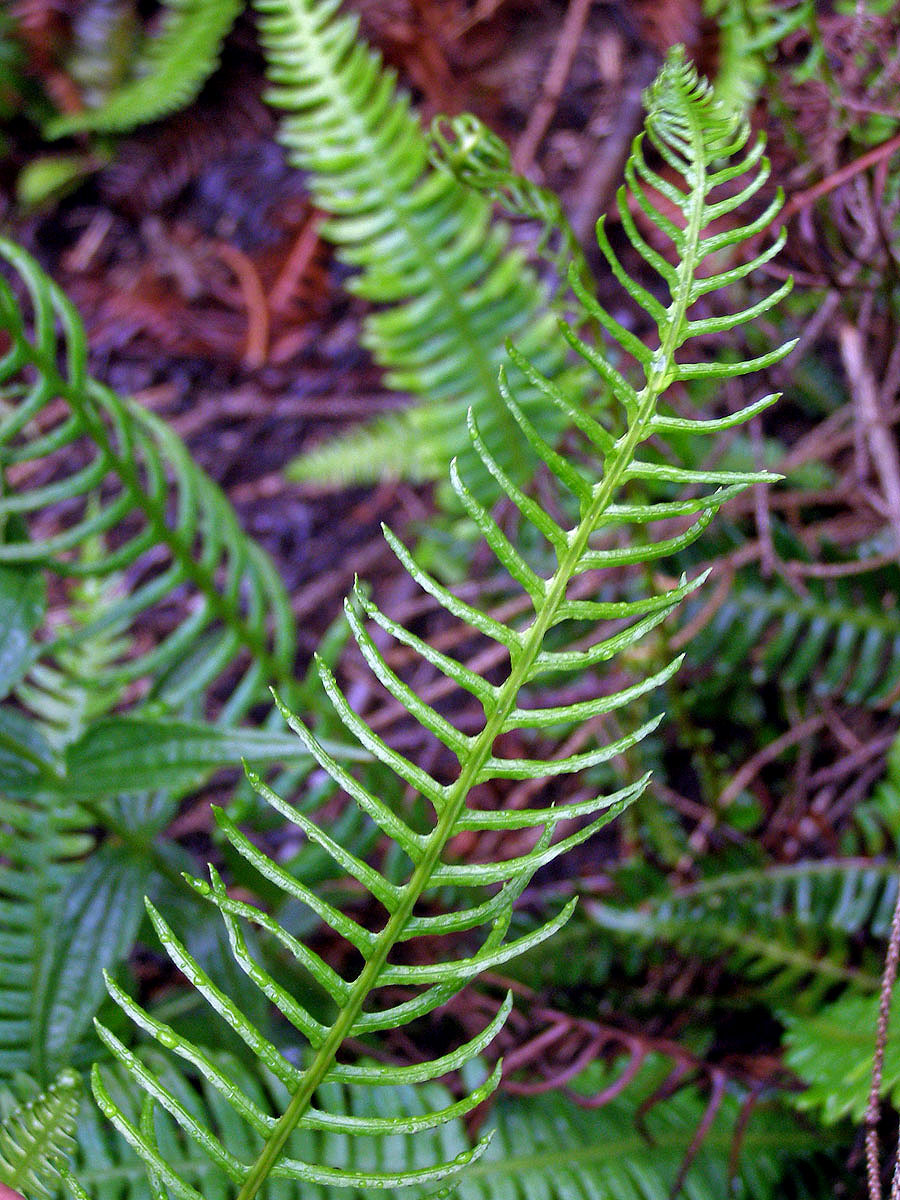 Žebrovice různolistá (Blechnum spicant (L.) Roth)