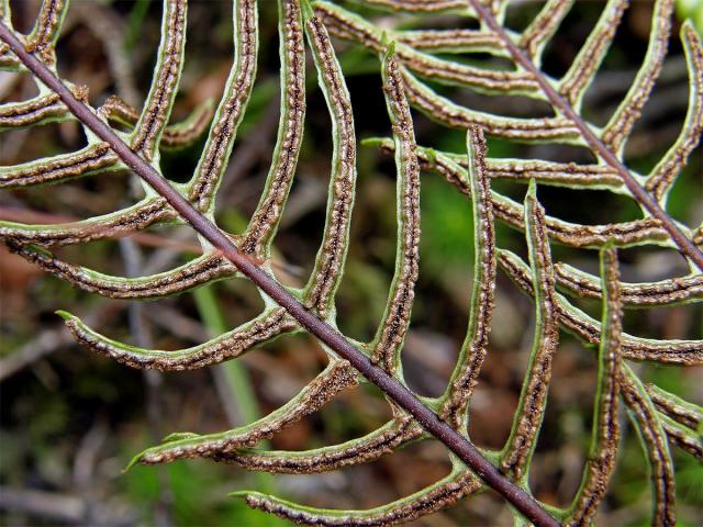 Žebrovice různolistá (Blechnum spicant (L.) Roth)