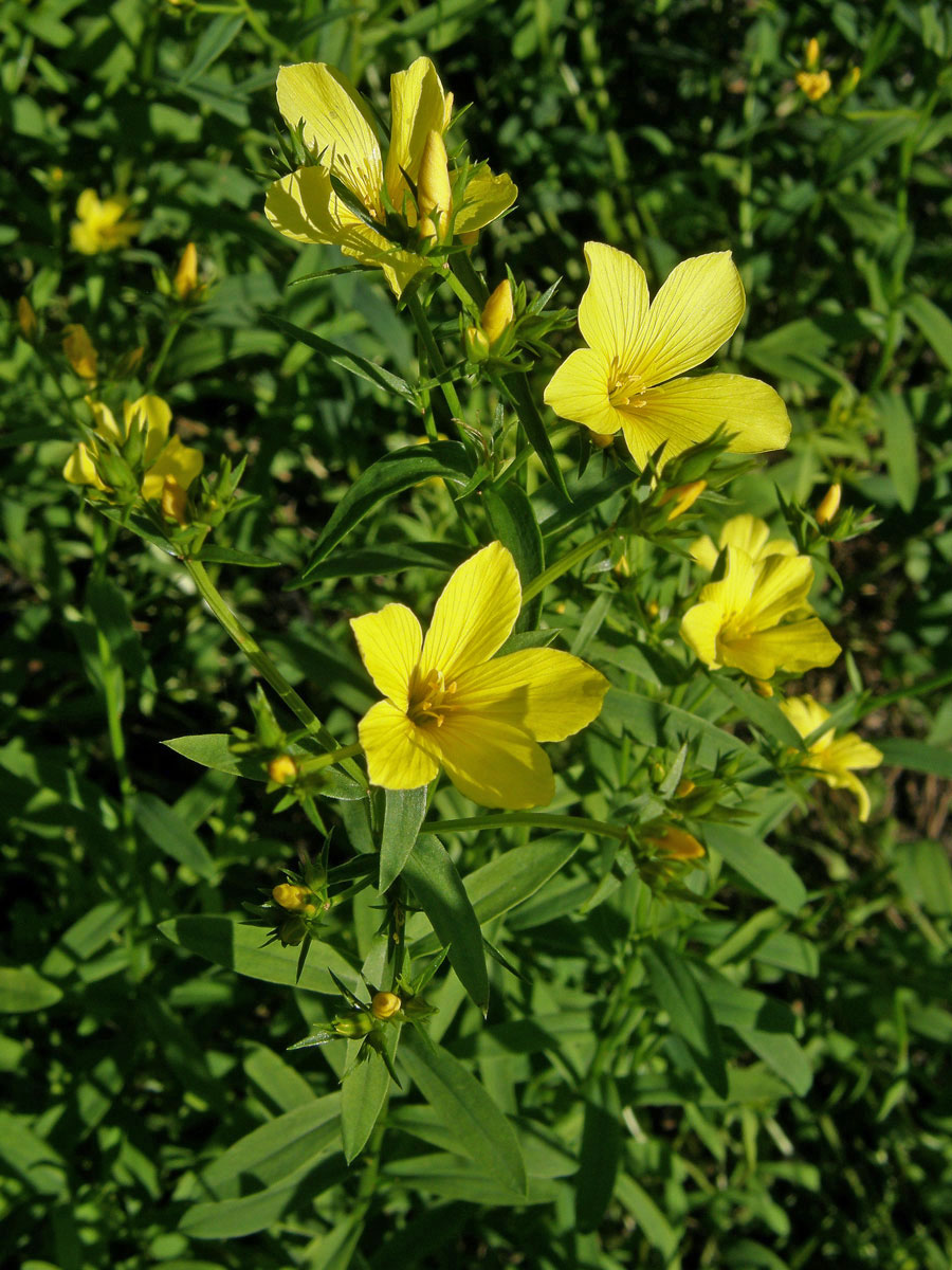 Len žlutý (Linum luteum L.)