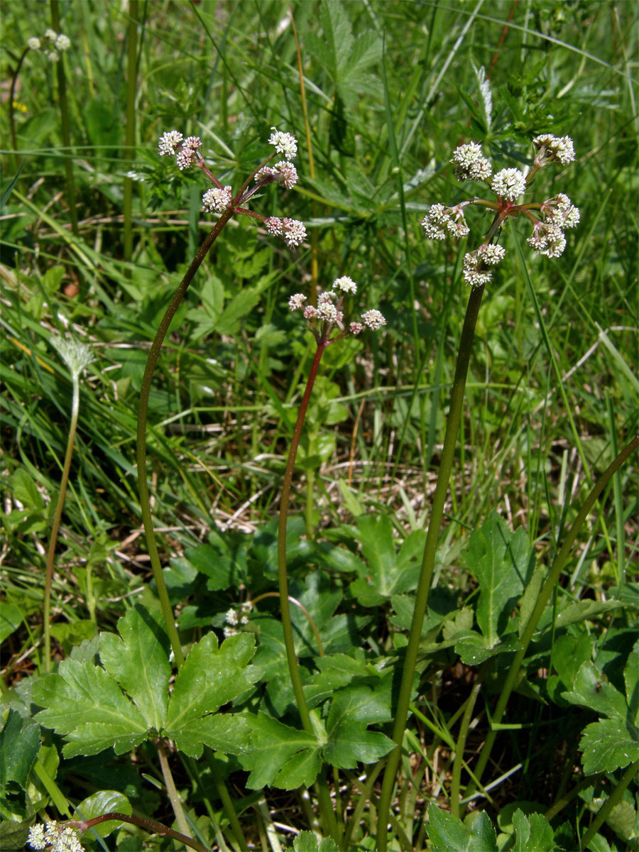 Žindava evropská (Sanicula europaea L.)