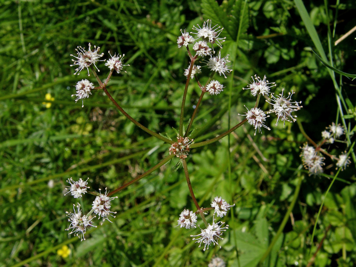 Žindava evropská (Sanicula europaea L.)