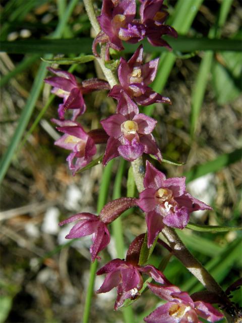 Kruštík tmavočervený (Epipactis atrorubens (Hoffm.) Besser)