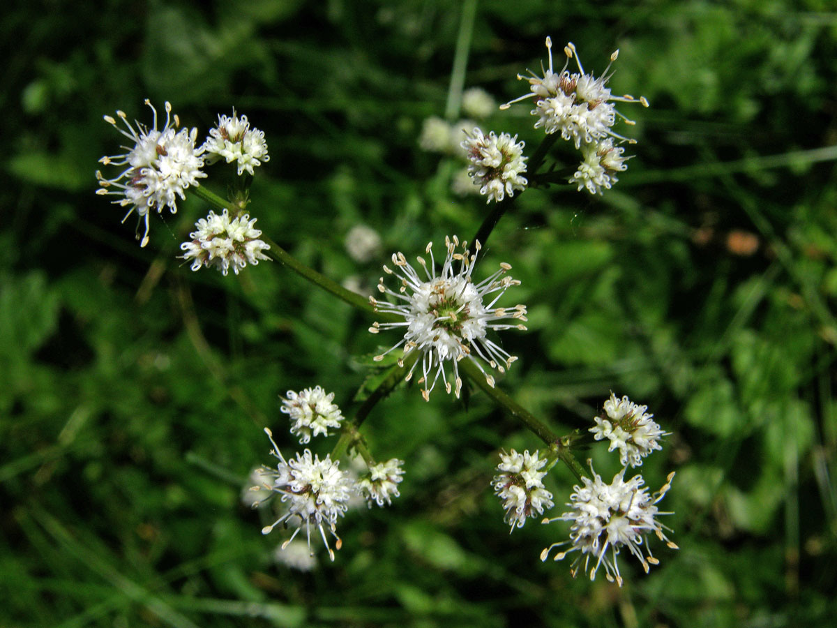 Žindava evropská (Sanicula europaea L.)