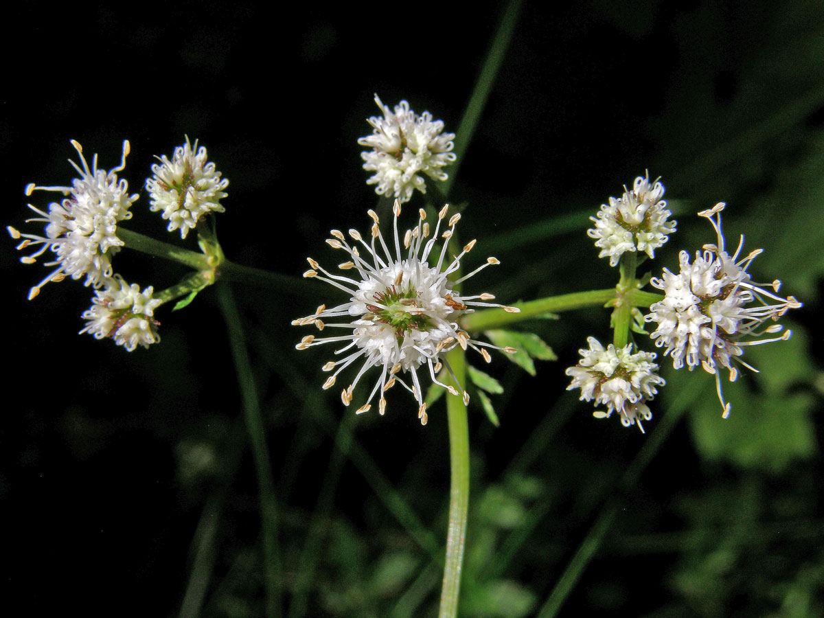 Žindava evropská (Sanicula europaea L.)