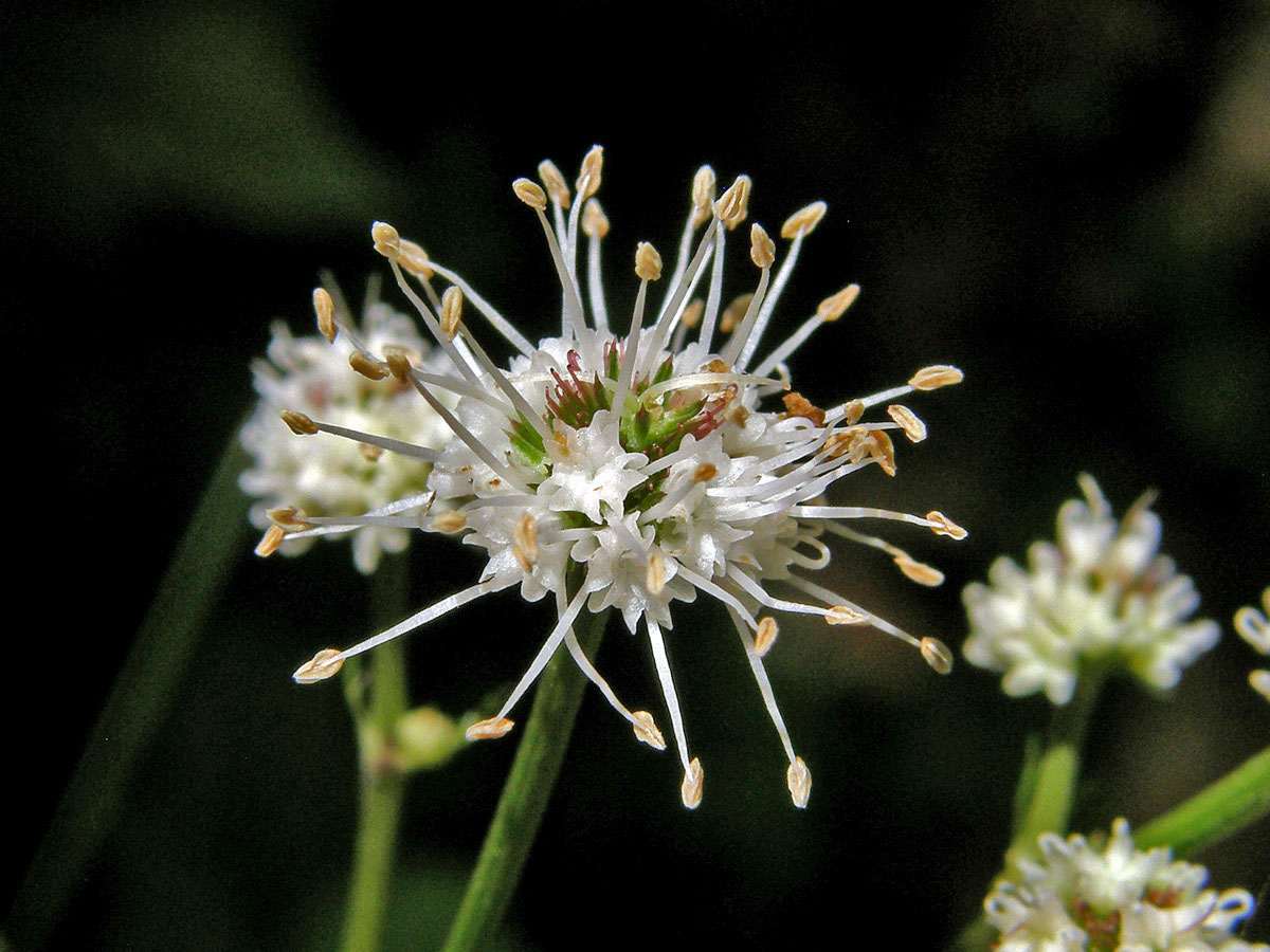 Žindava evropská (Sanicula europaea L.)