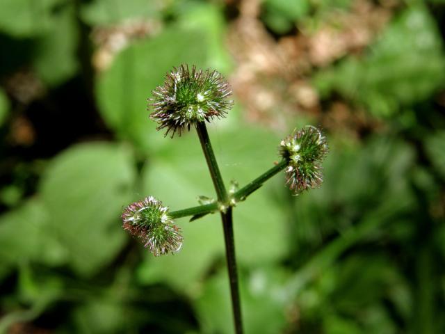 Žindava evropská (Sanicula europaea L.)