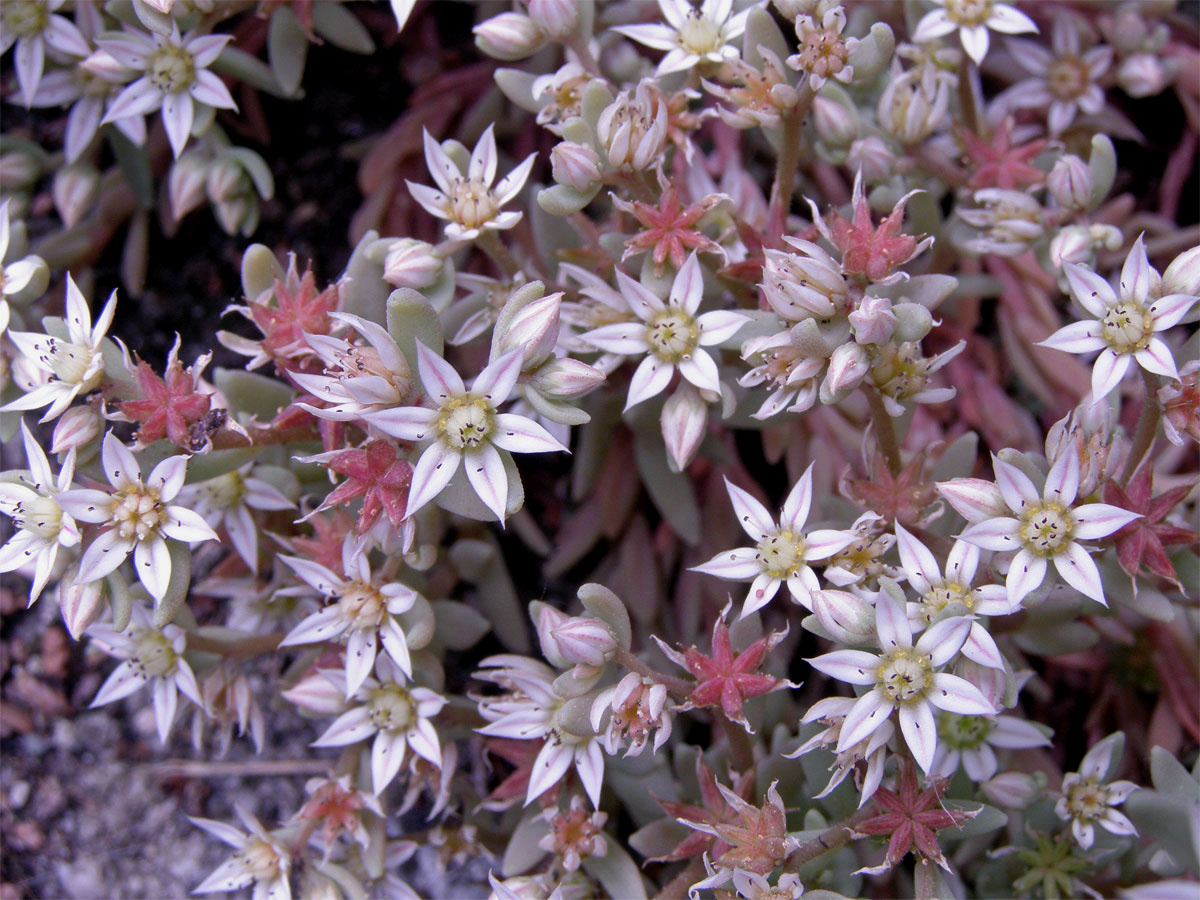 Rozchodník španělský (Sedum hispanicum L.)