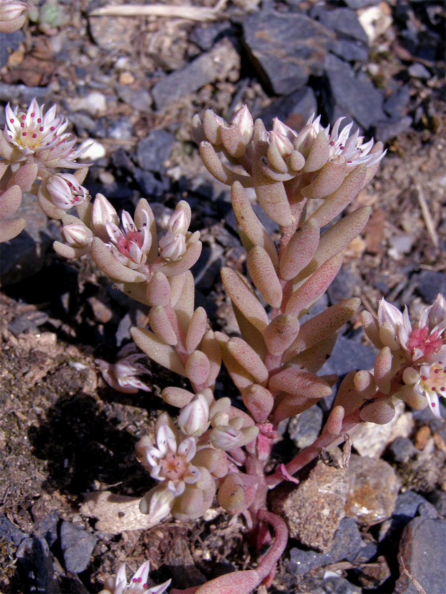 Rozchodník španělský (Sedum hispanicum L.)