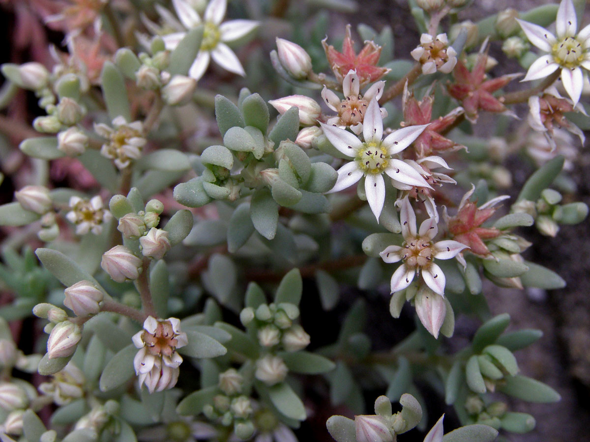 Rozchodník španělský (Sedum hispanicum L.)