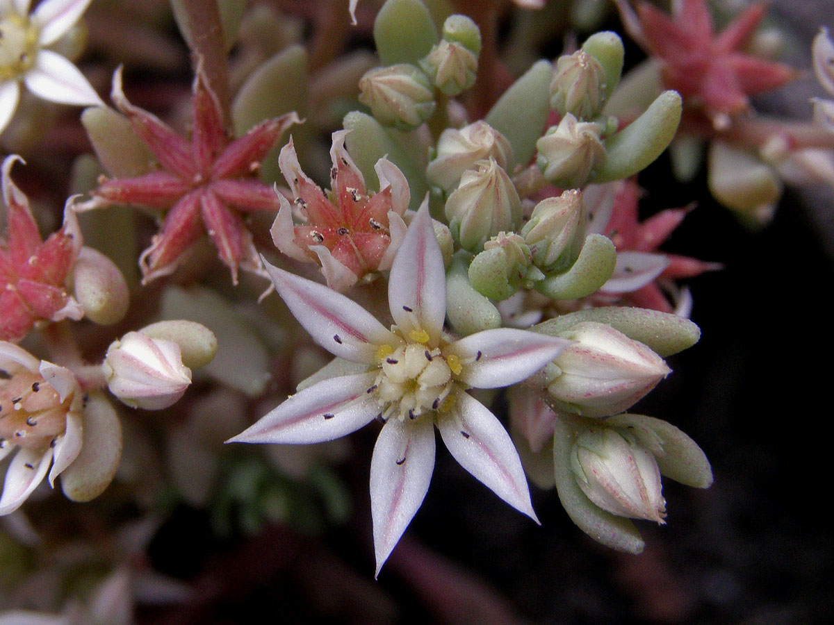 Rozchodník španělský (Sedum hispanicum L.)