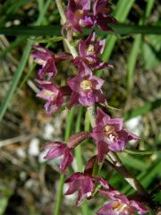 Kruštík (Epipactis L.)