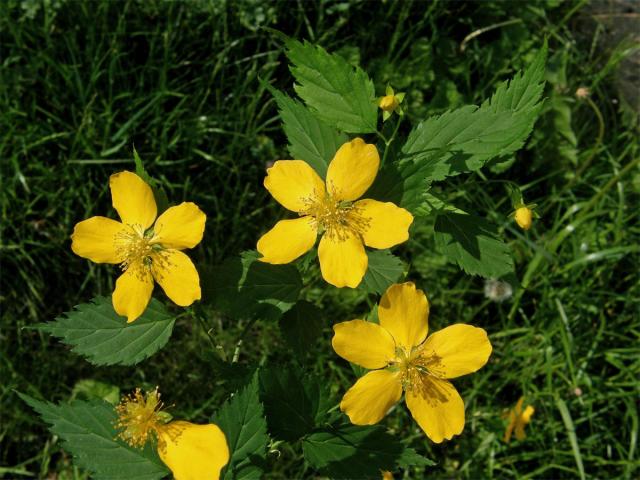 Zákula japonská (Kerria japonica (L.) DC.)