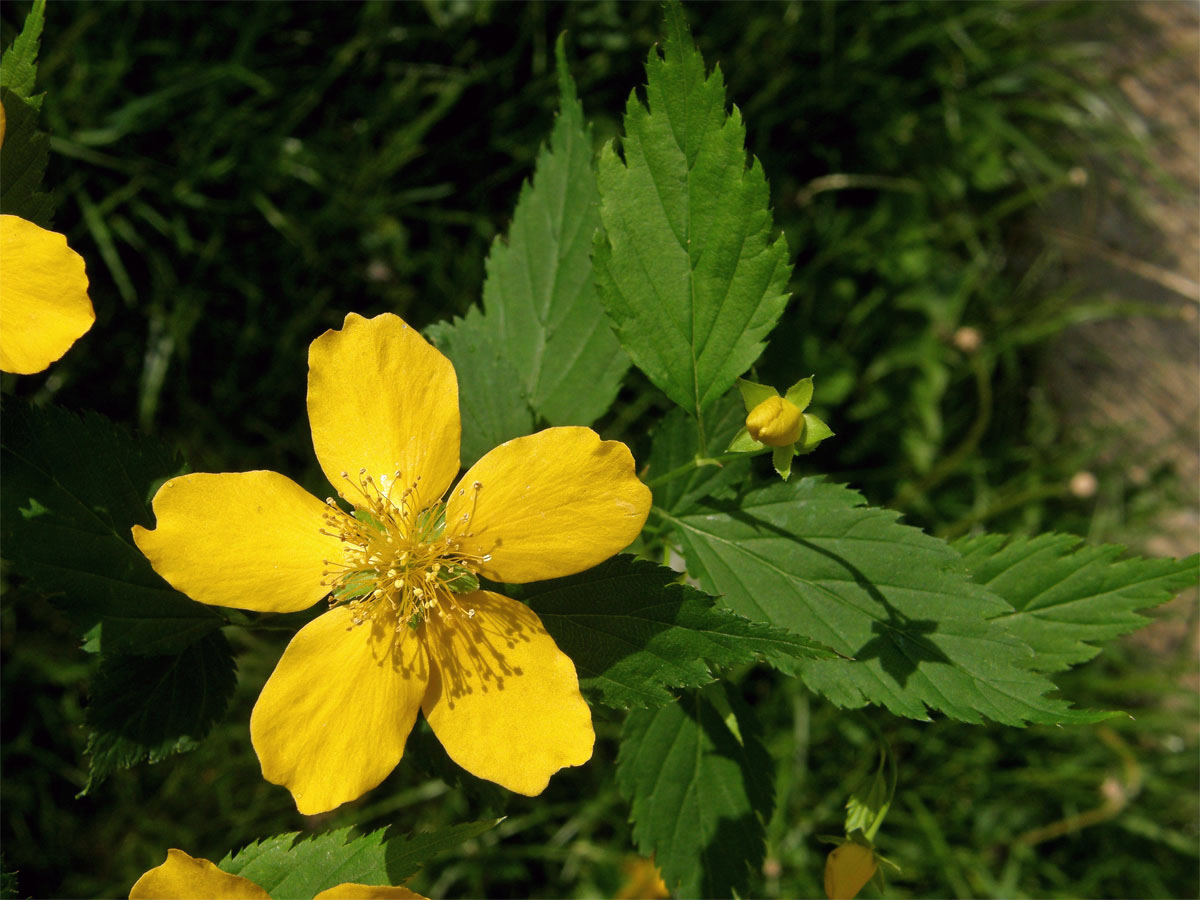 Zákula japonská (Kerria japonica (L.) DC.)