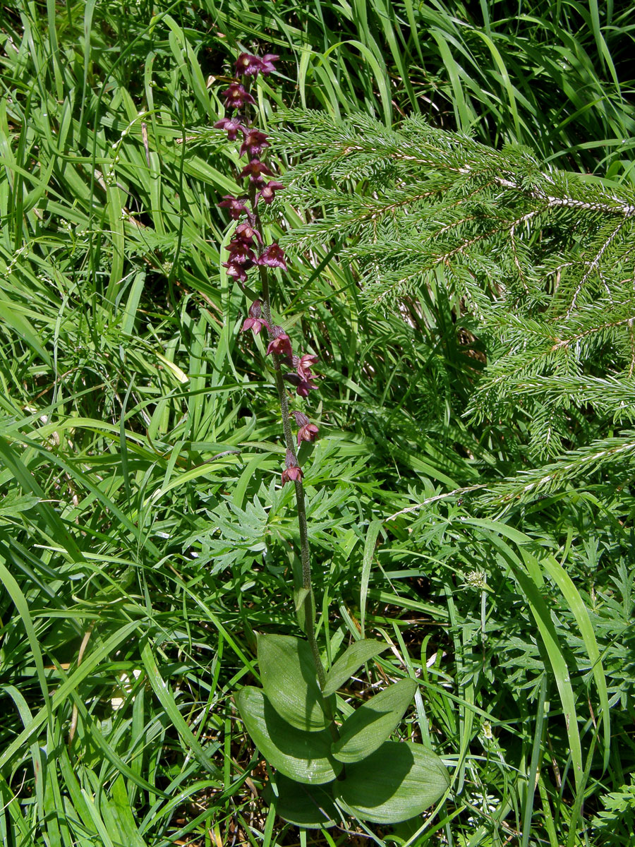 Kruštík tmavočervený (Epipactis atrorubens (Hoffm.) Besser)