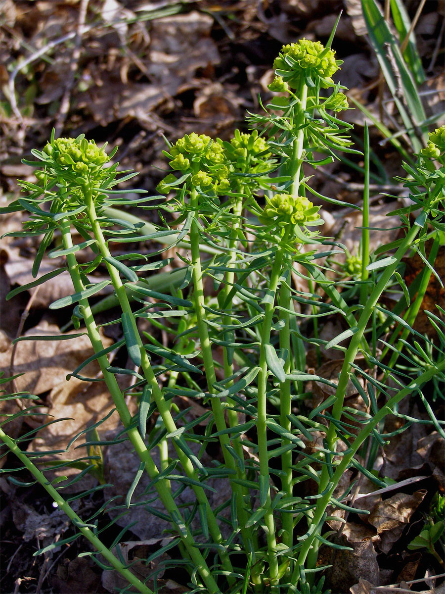 Pryšec chvojka (Euphorbia cyparissias L.)