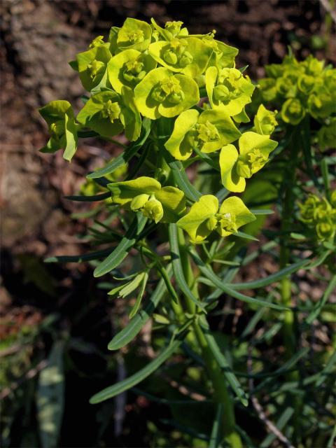 Pryšec chvojka (Euphorbia cyparissias L.)