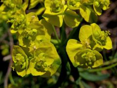 Pryšec chvojka (Euphorbia cyparissias L.)