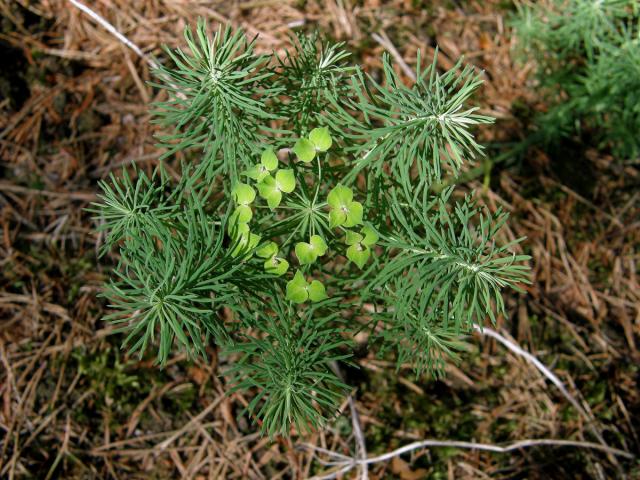 Pryšec chvojka (Euphorbia cyparissias L.)