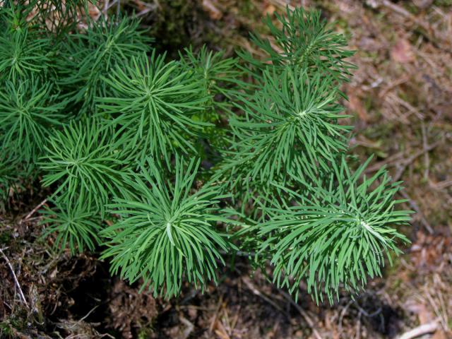 Pryšec chvojka (Euphorbia cyparissias L.)