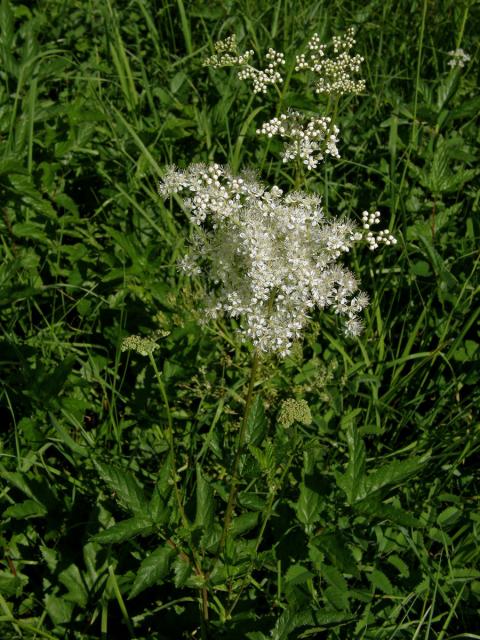 Tužebník jilmový (Filipendula ulmaria (L.) Maxim.)