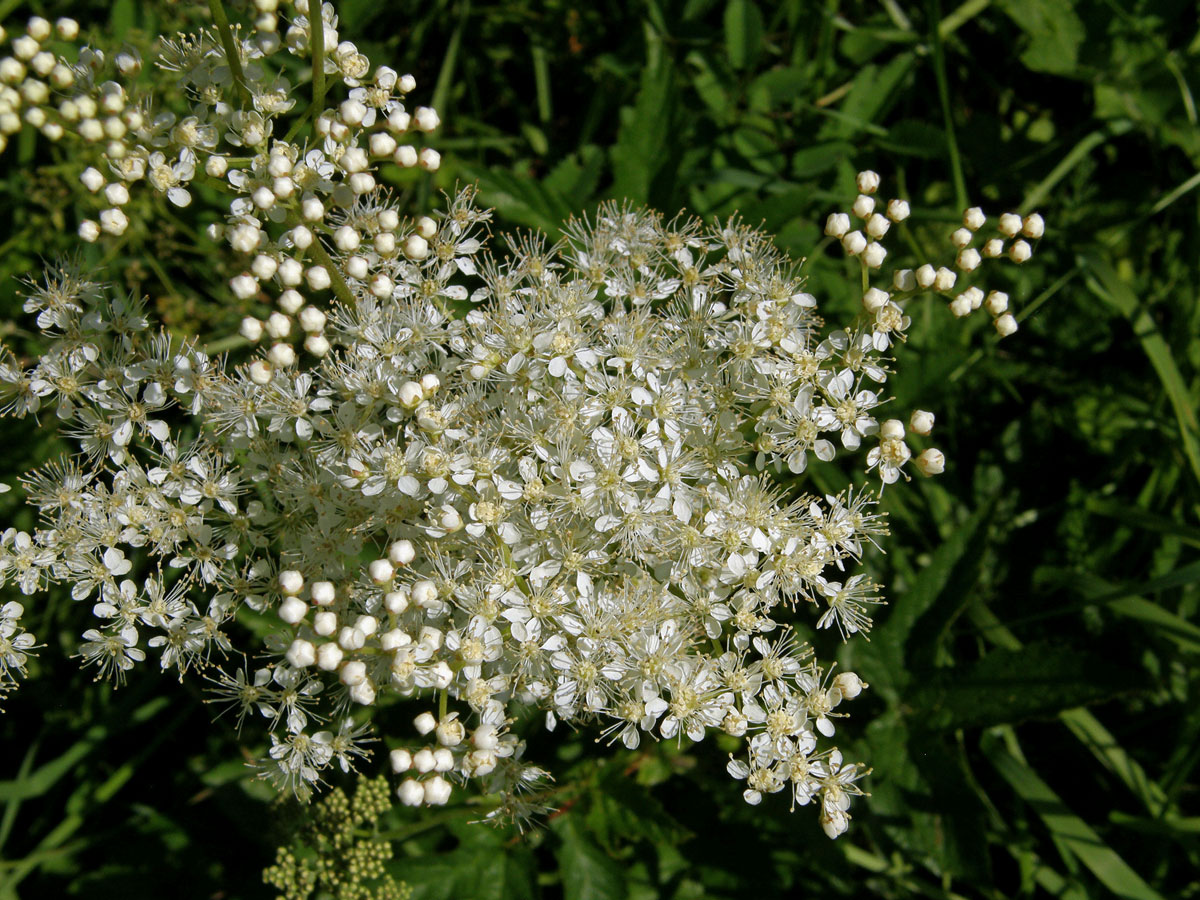 Tužebník jilmový (Filipendula ulmaria (L.) Maxim.)