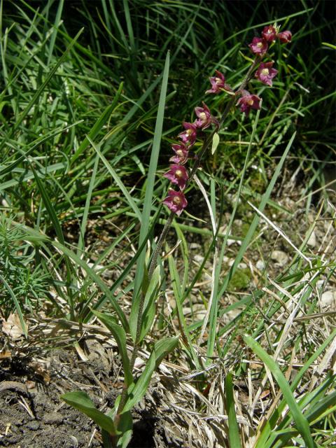 Kruštík tmavočervený (Epipactis atrorubens (Hoffm.) Besser)