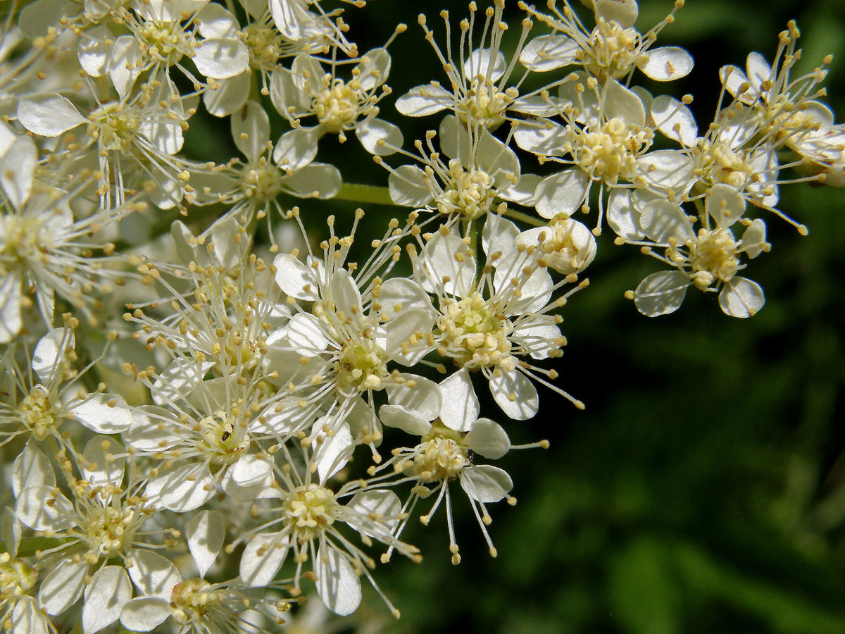 Tužebník jilmový (Filipendula ulmaria (L.) Maxim.)