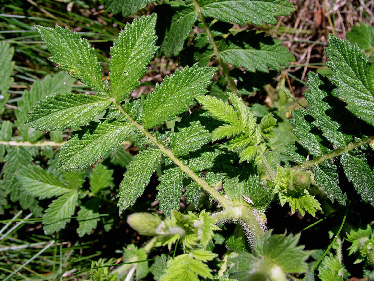 Tužebník jilmový (Filipendula ulmaria (L.) Maxim.)