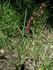 Kruštík tmavočervený (Epipactis atrorubens (Hoffm.) Besser)