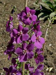 Divizna brunátná (Verbascum phoeniceum L.)