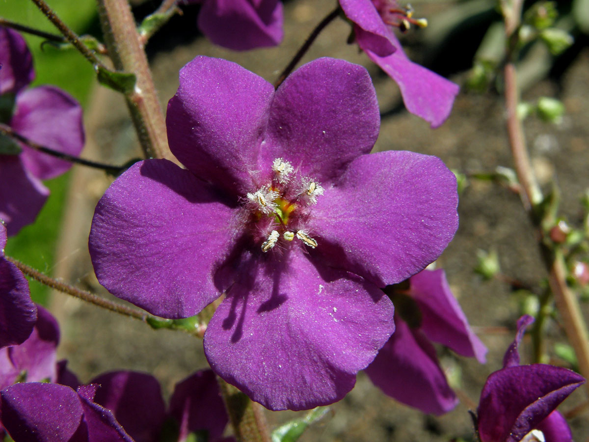 Divizna brunátná (Verbascum phoeniceum L.)