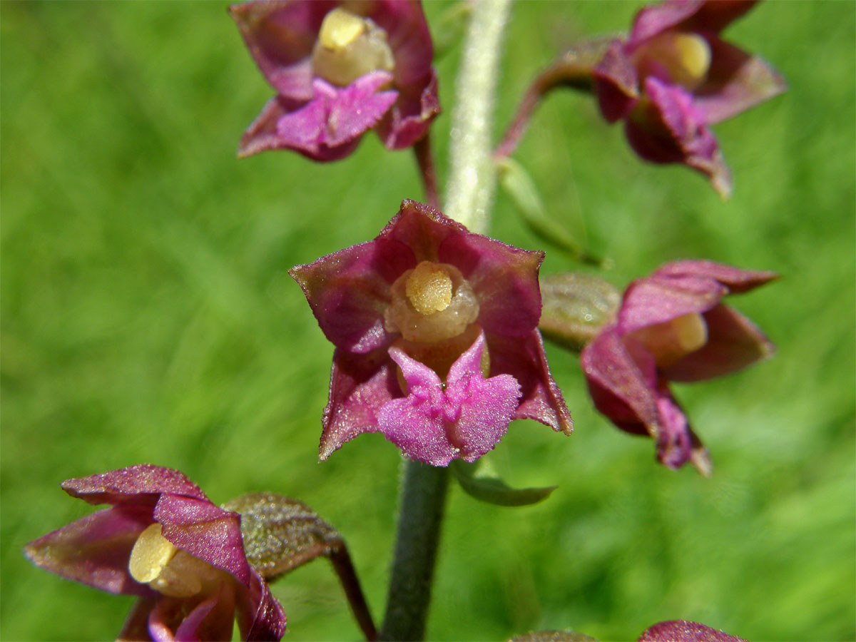 Kruštík tmavočervený (Epipactis atrorubens (Hoffm.) Besser)