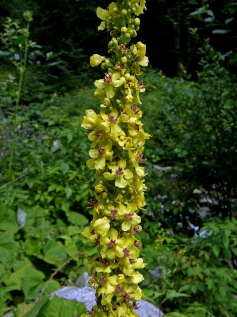 Divizna černá (Verbascum nigrum L.)