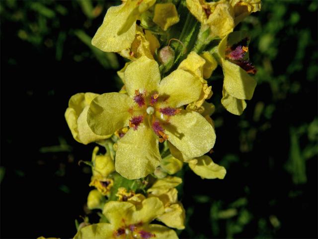 Divizna černá (Verbascum nigrum L.)