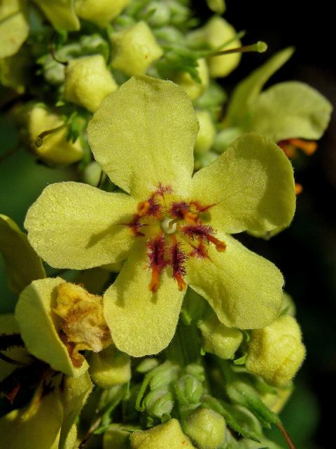 Divizna černá (Verbascum nigrum L.)