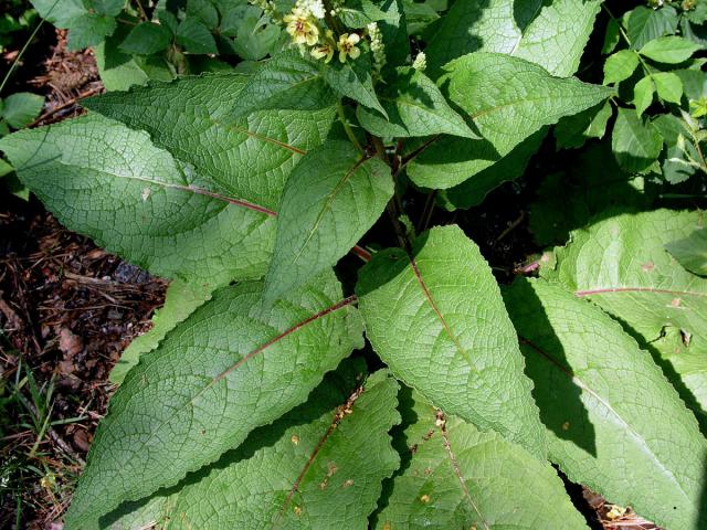 Divizna černá (Verbascum nigrum L.)