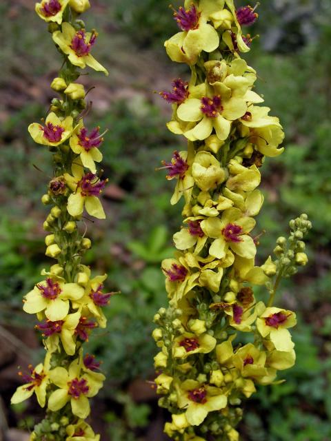 Divizna černá (Verbascum nigrum L.)