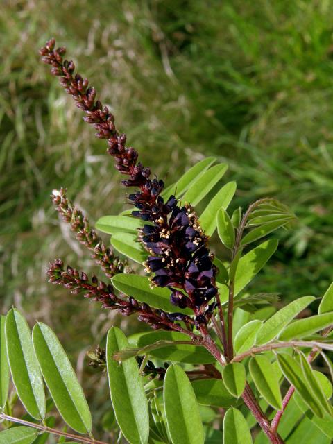 Netvařec křovitý (Amorpha fruticosa L.)