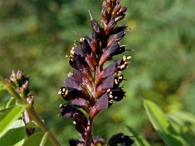 Netvařec křovitý (Amorpha fruticosa L.)