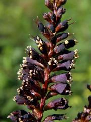 Netvařec křovitý (Amorpha fruticosa L.)