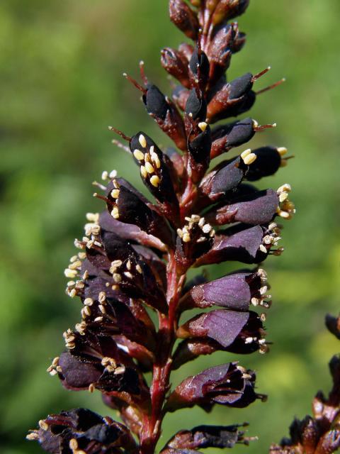 Netvařec křovitý (Amorpha fruticosa L.)